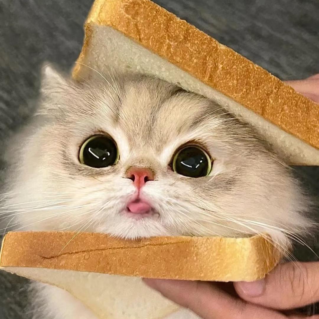 超超级可爱多😉