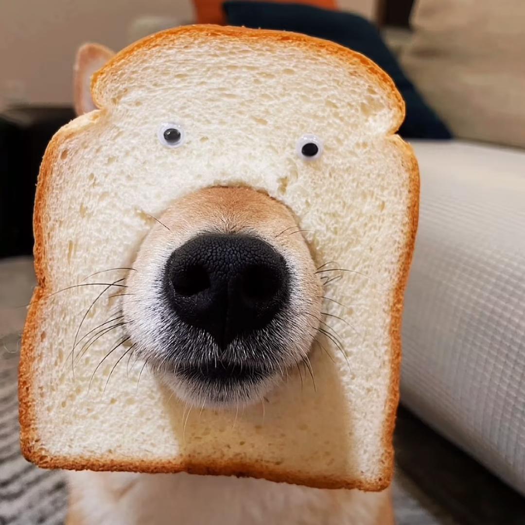 超级无敌面包狗