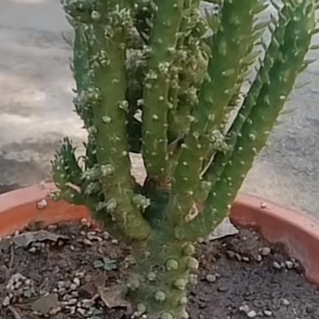没