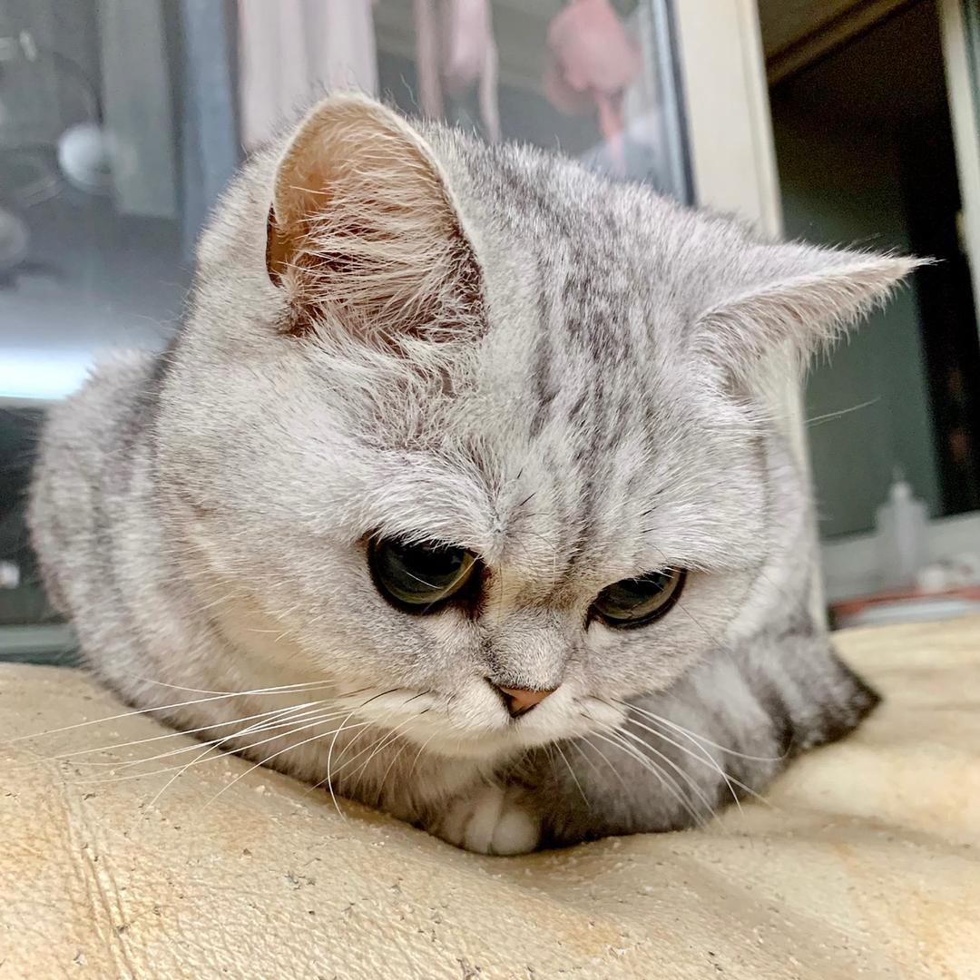 Miumiu