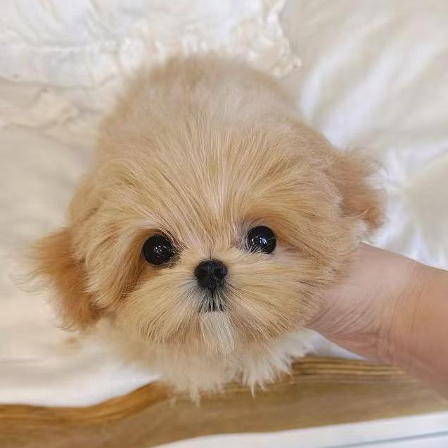 马尔泰犬舍（泰迪熊可卡布马尔泰）