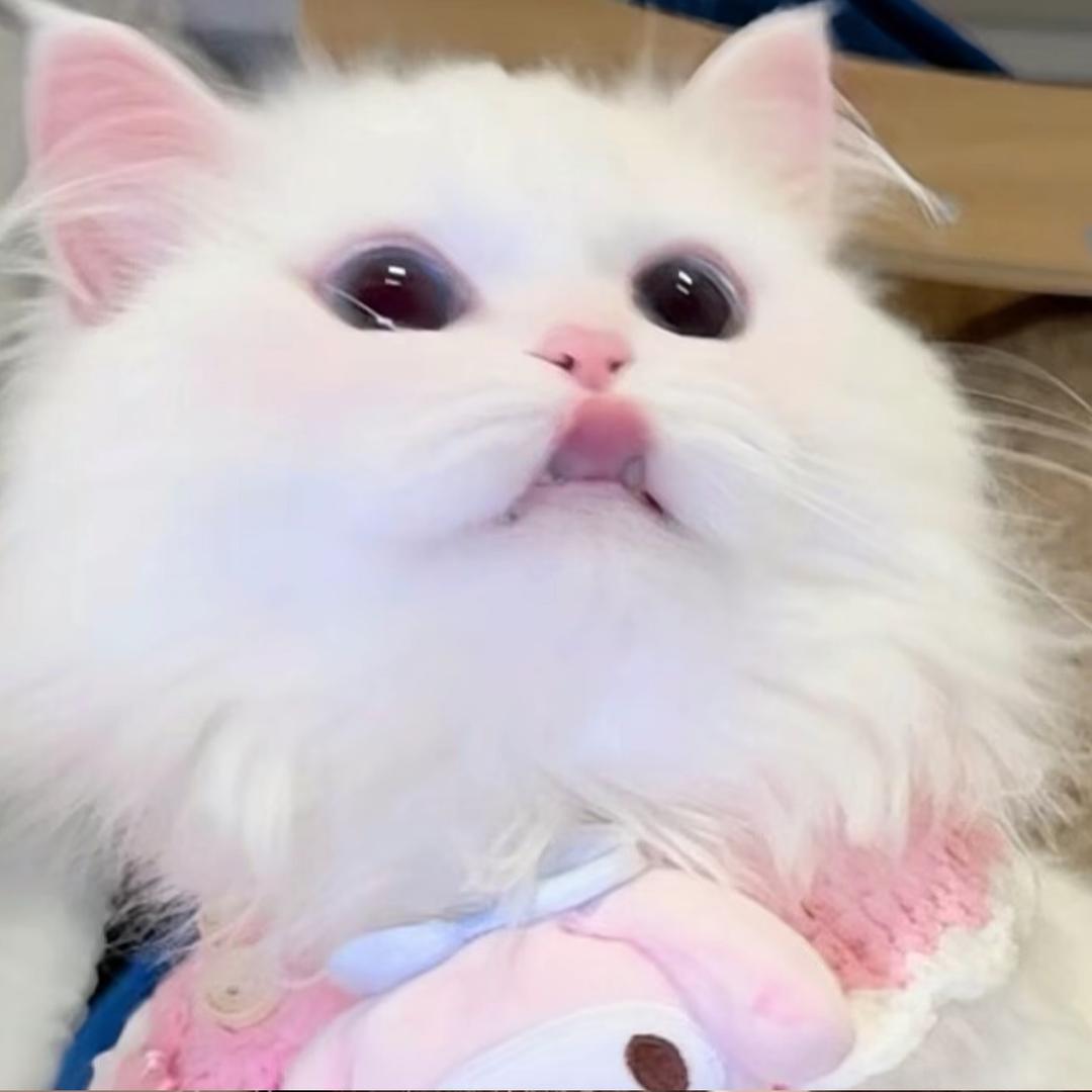 𝙠𝙞𝙩𝙩𝙮