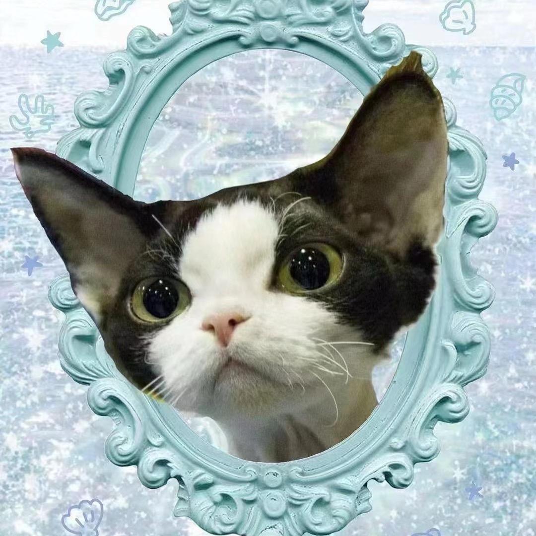 郑州德文卷毛猫-小七家