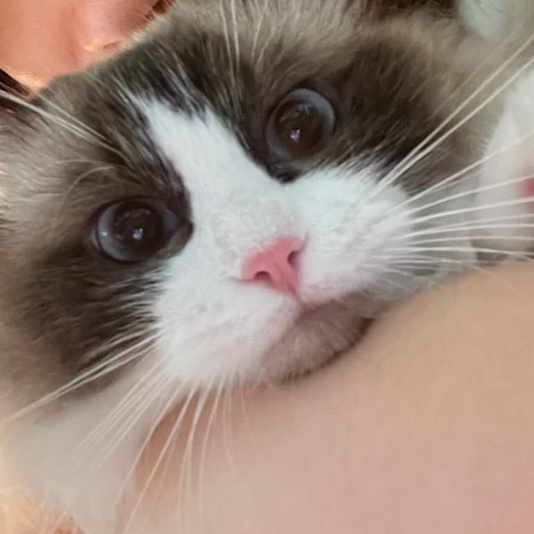 喵喵Youki小丸子