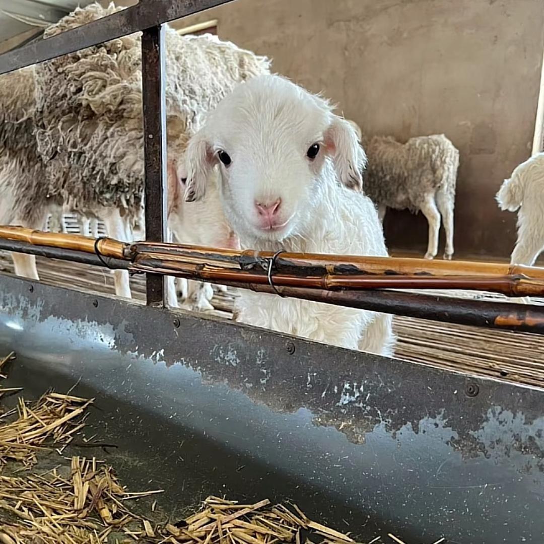 🐑🐑