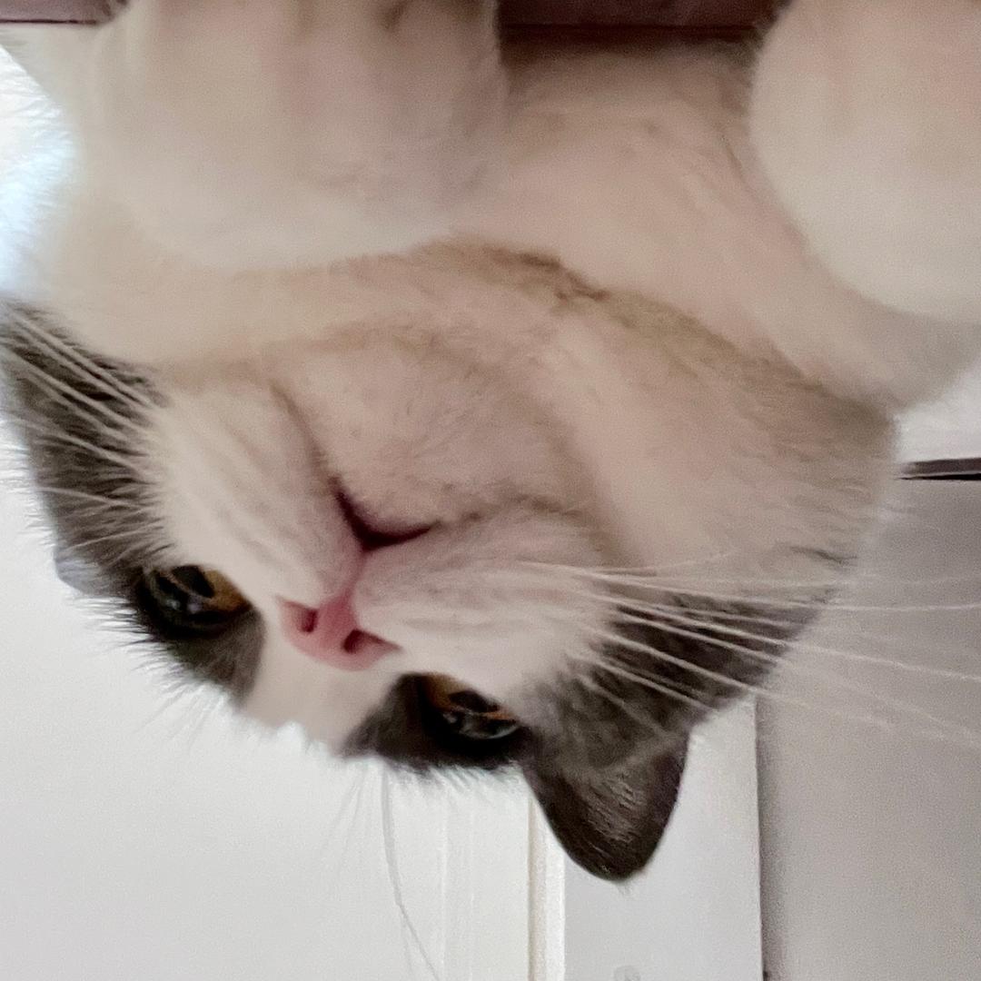 龙猫车站