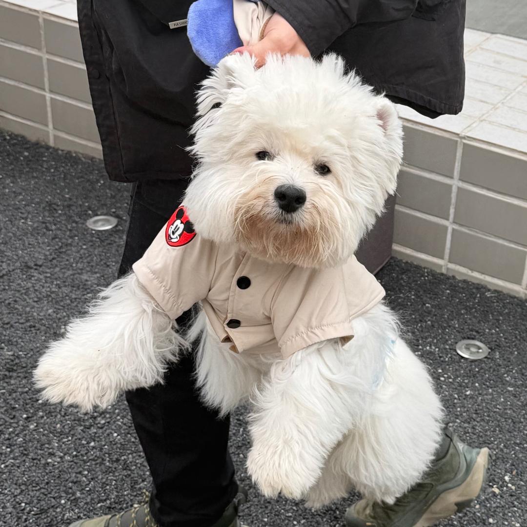 小鲨不吃鱼