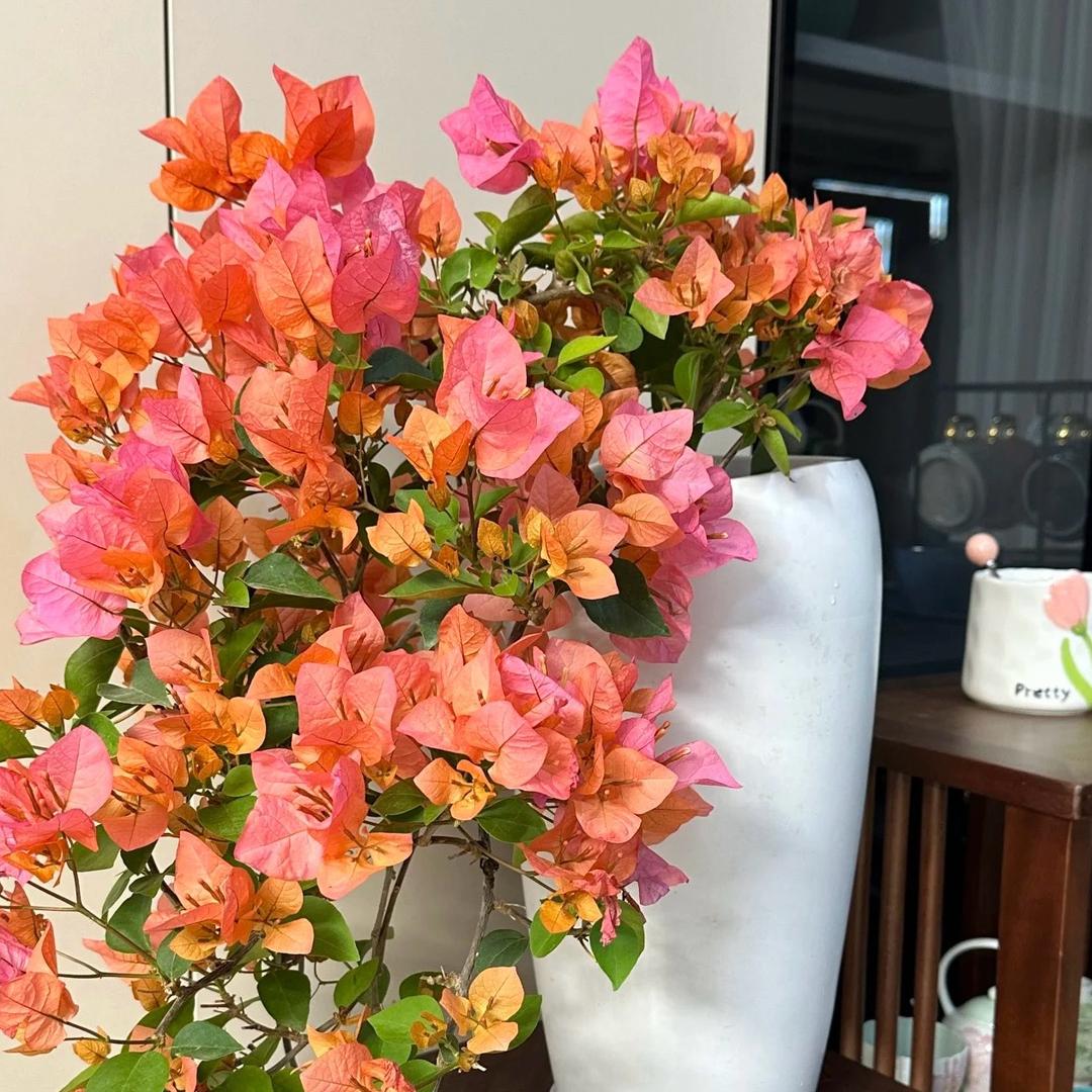 墨香花卉园艺