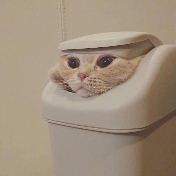 王贱贱