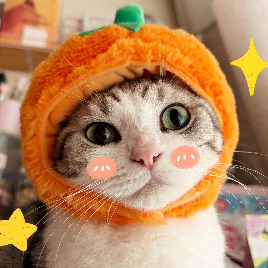 菲宝阿