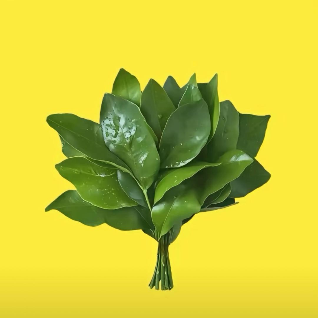 椿许愿