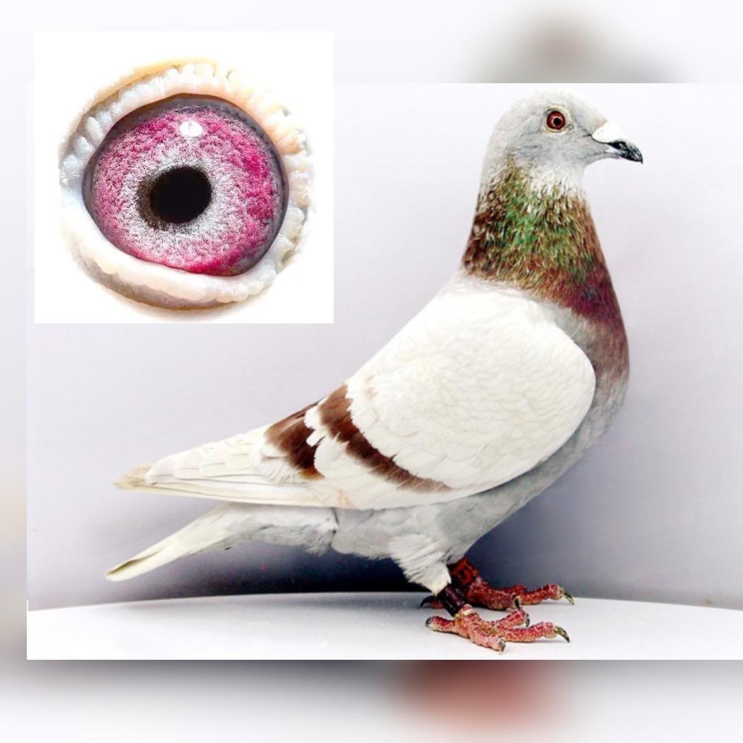 赛鸽笑笑（超小号）