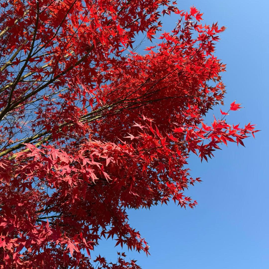 能力有限董事长