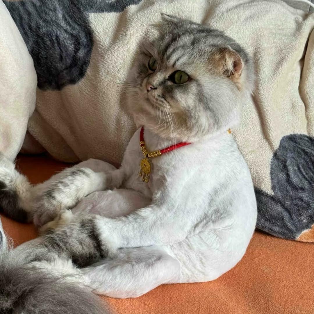 財猫