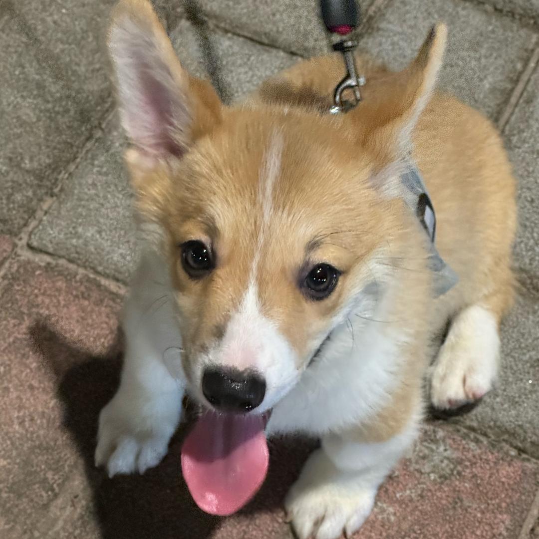 多哆是个掉毛怪