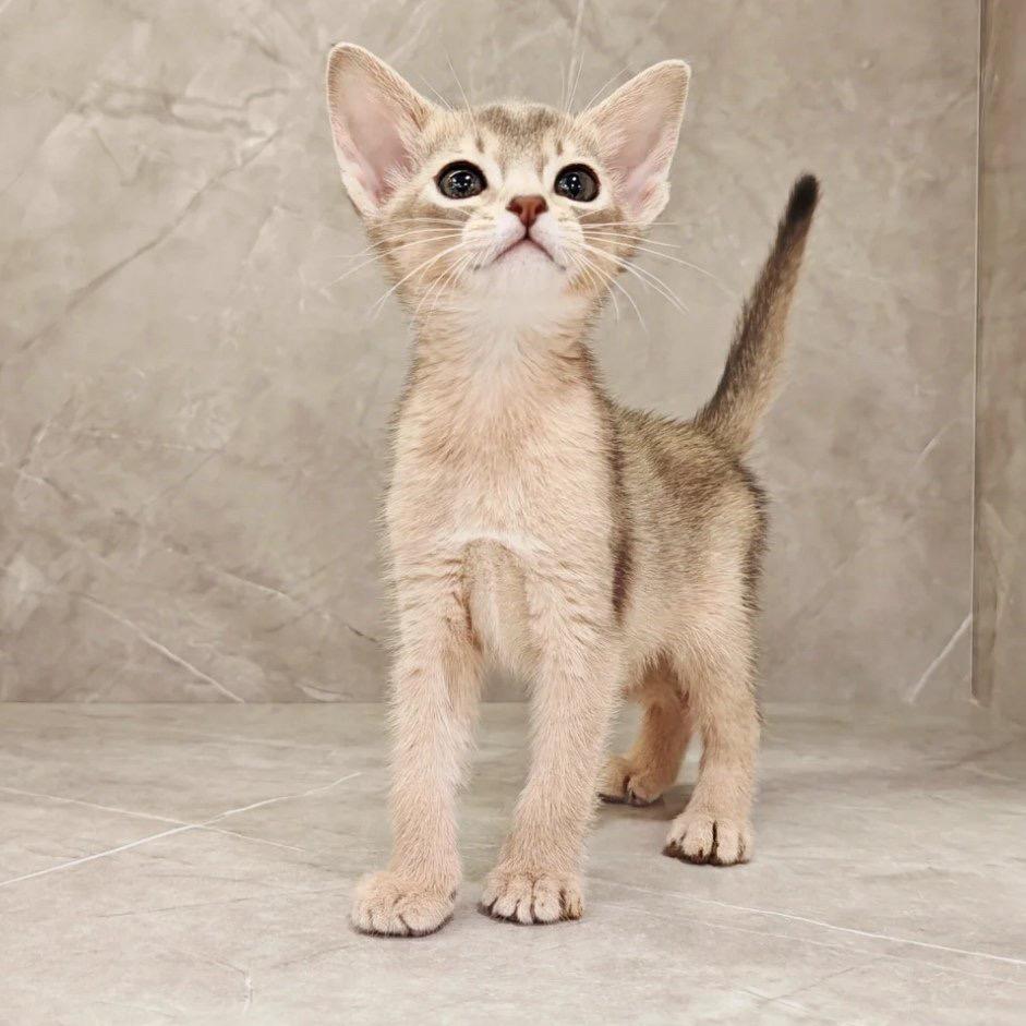 阿比西尼亚猫舍