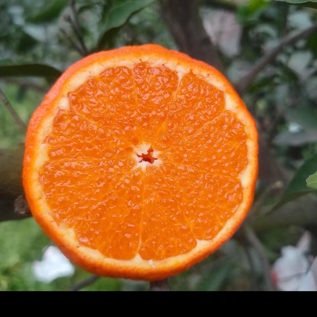 四川耙耙柑甘平爱媛果冻橙