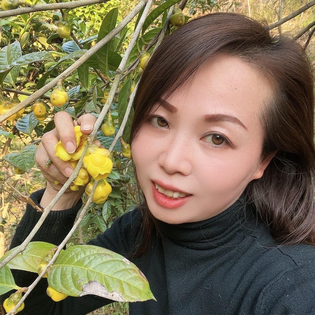 金花茶
