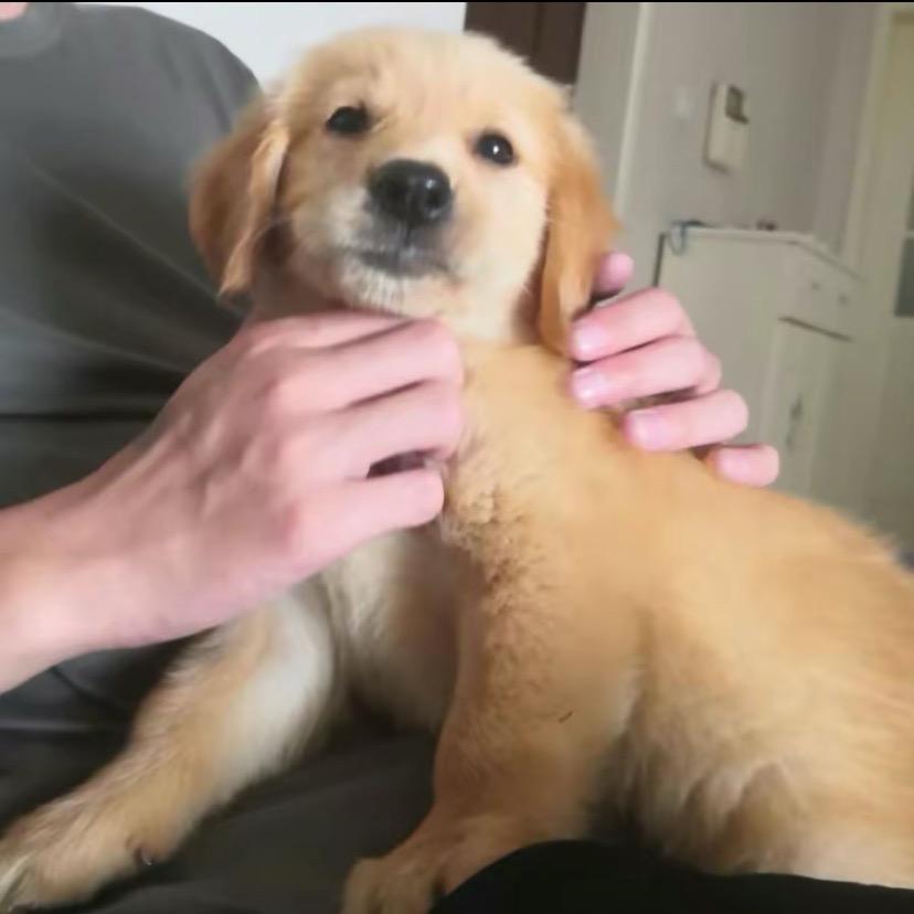 当当（三角洲行动）