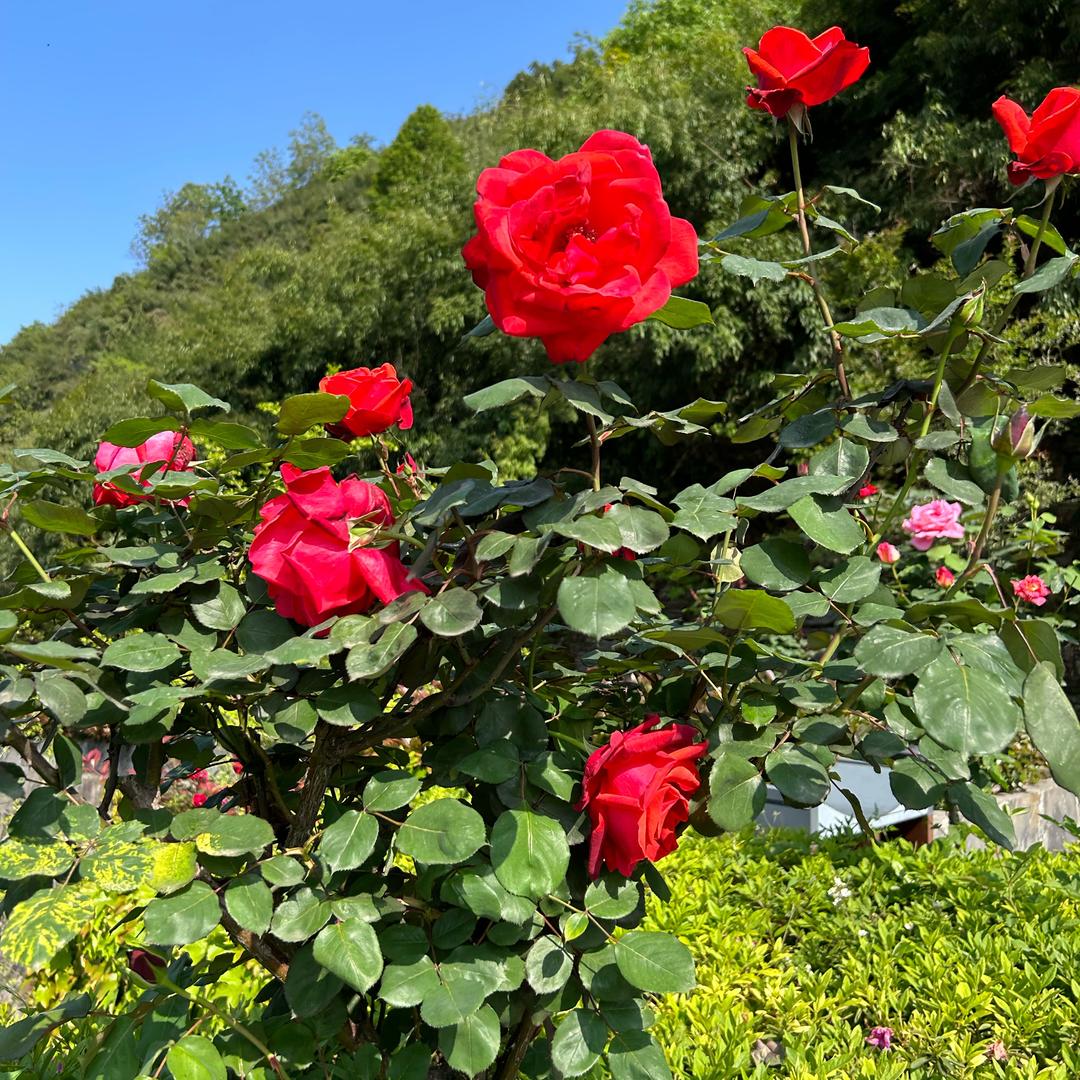 知我者清