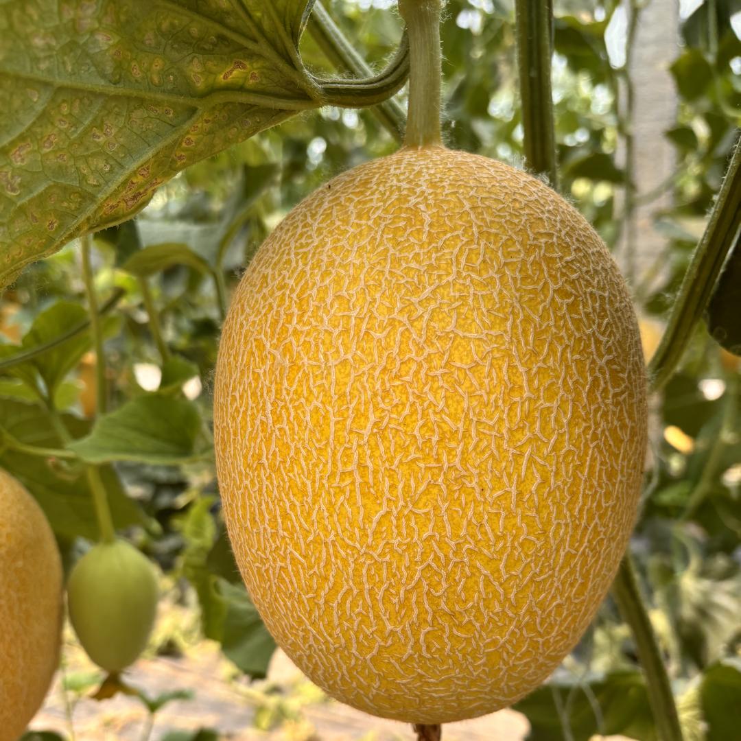 小葵的鲜果生鲜优选