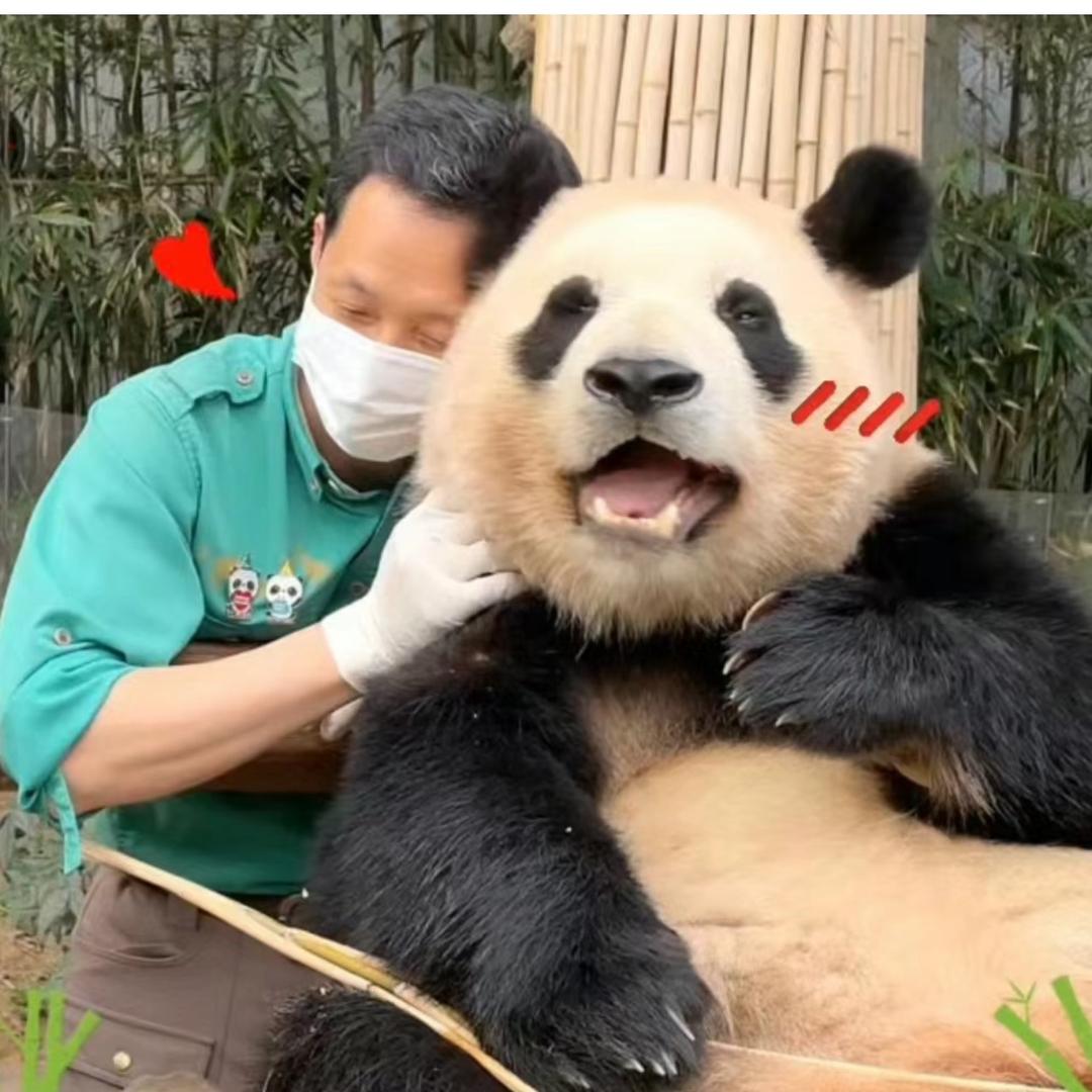 福宝是个胖猪猪