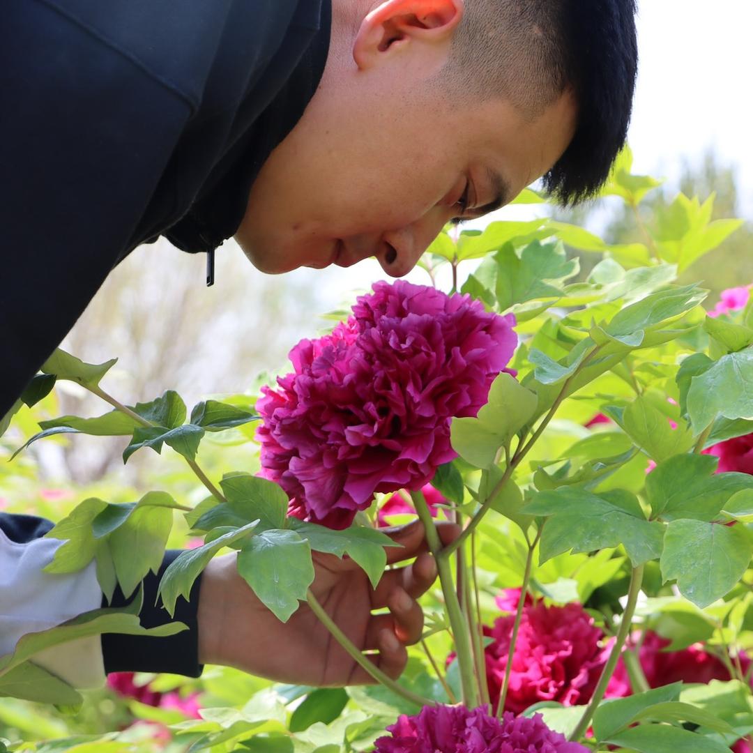 菏泽盛茂牡丹