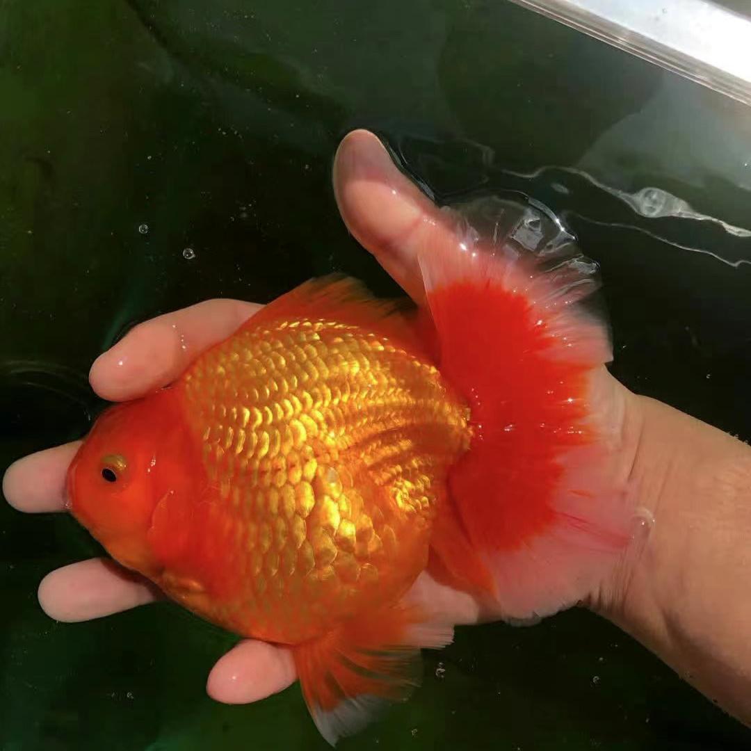 澜沁金鱼