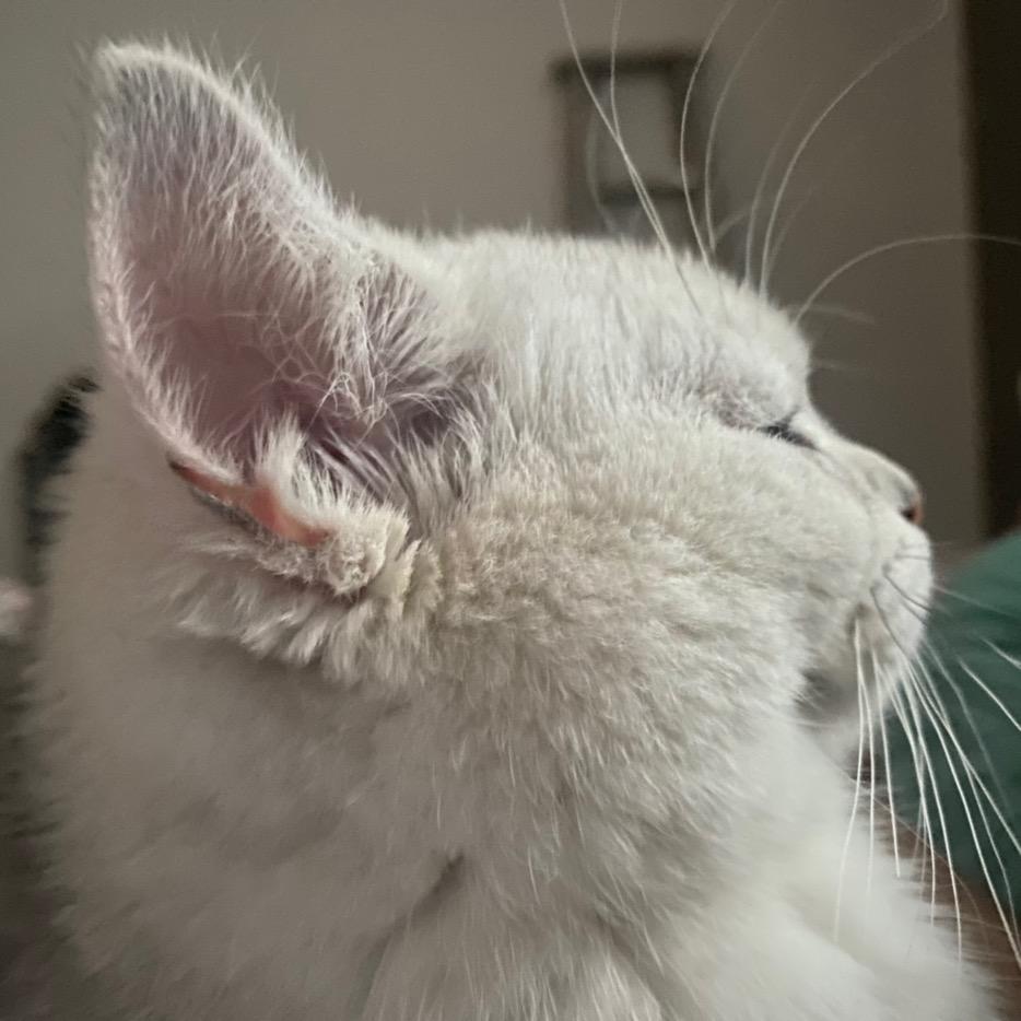 夏天不是虾条🧚