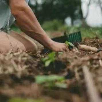 马农在非洲（西非）