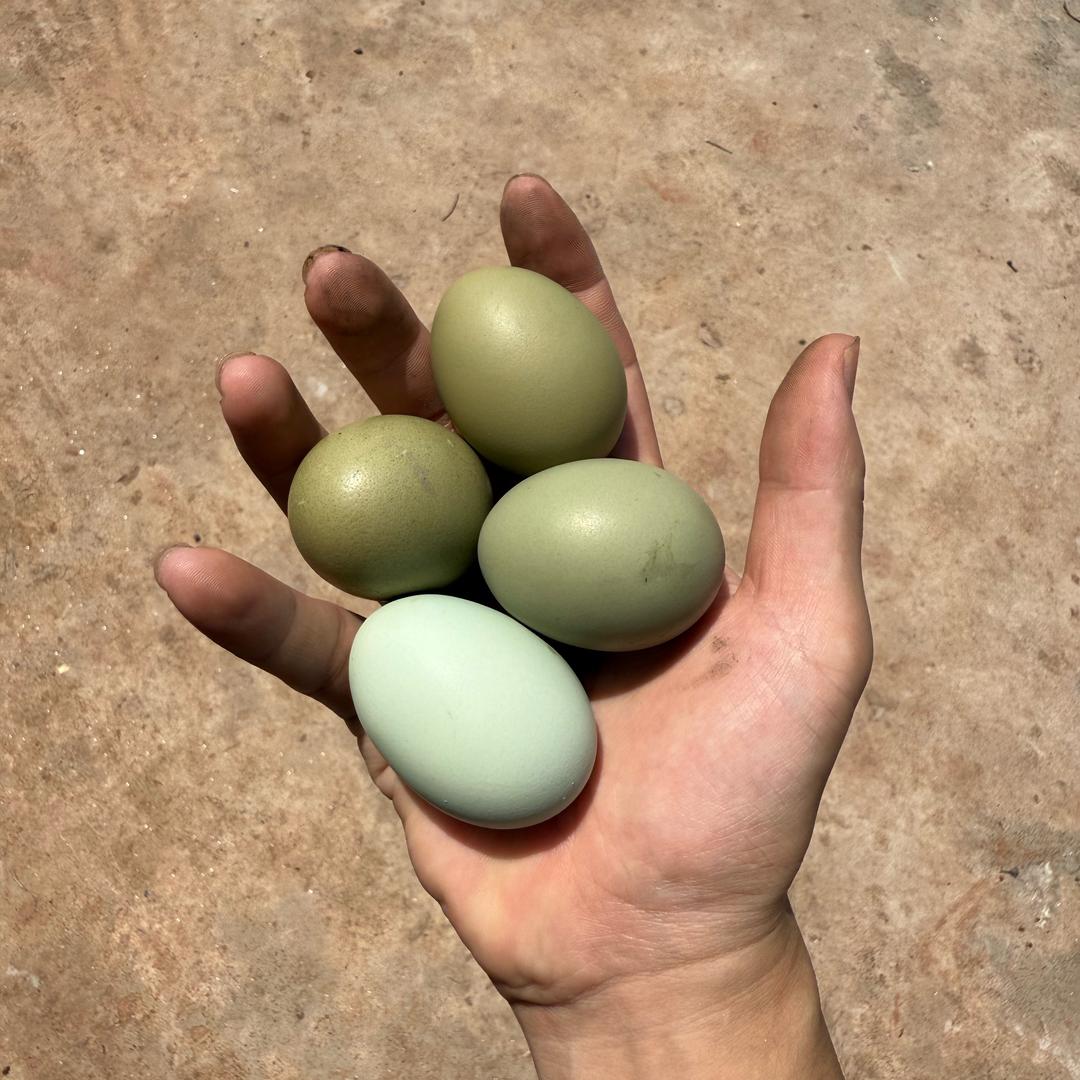 陈小鸭家的散养土鸡1