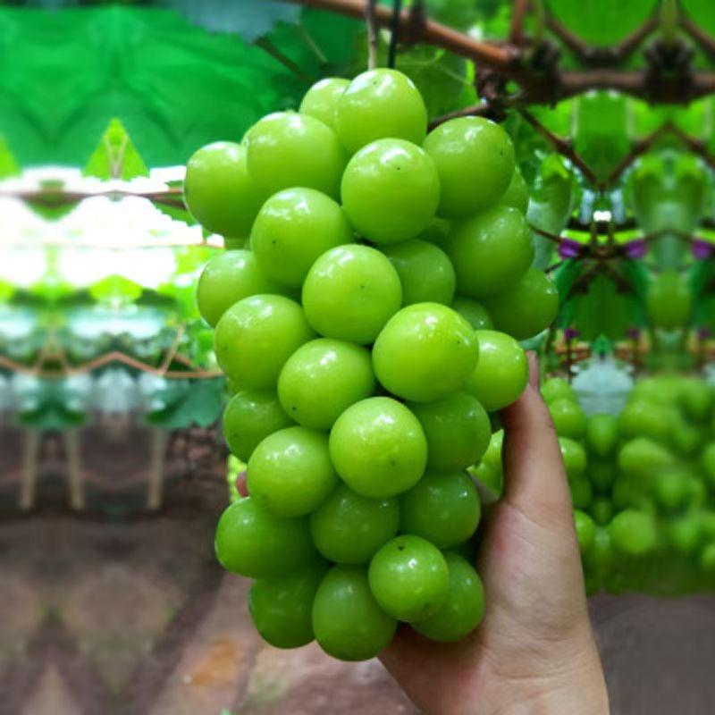 绿友果树基地