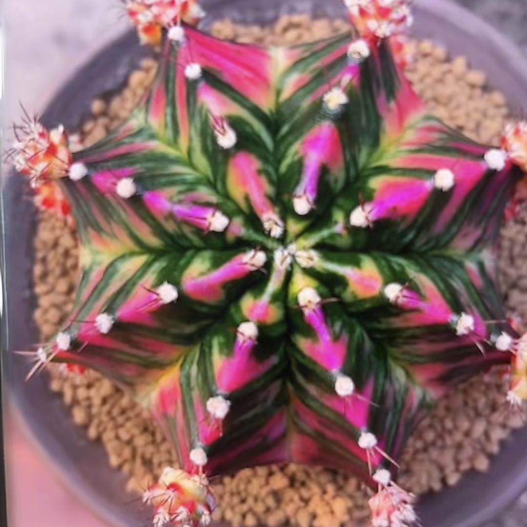 梧桐花园