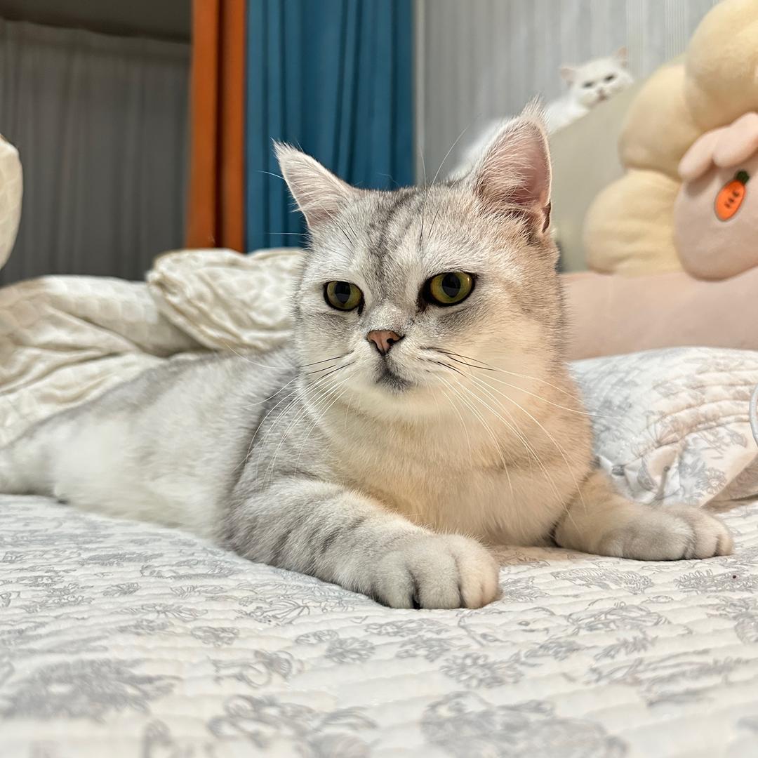好多猫好多狗
