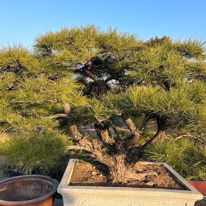 老陆盆景工作室