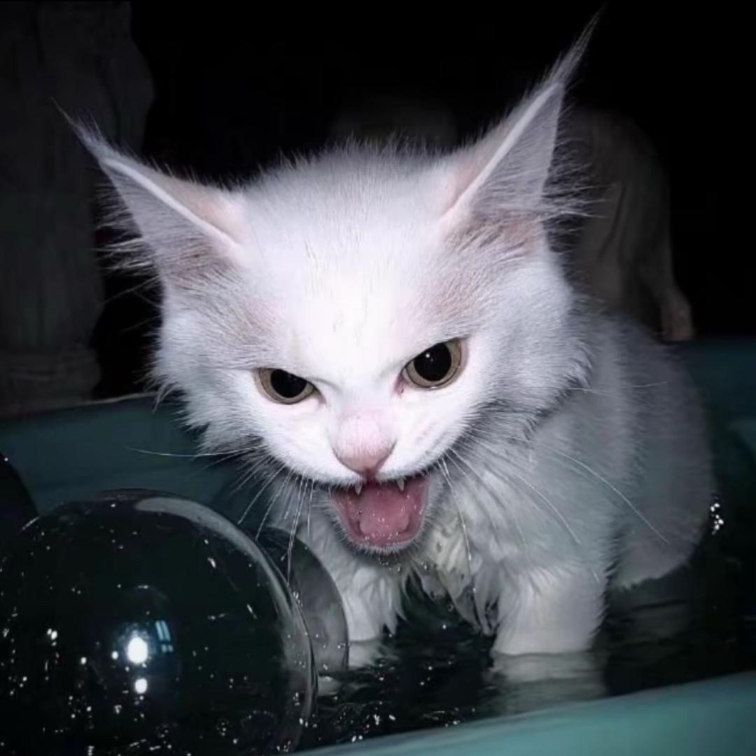 💗安安🐱