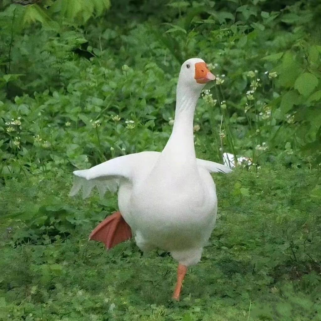 心如止水鹅