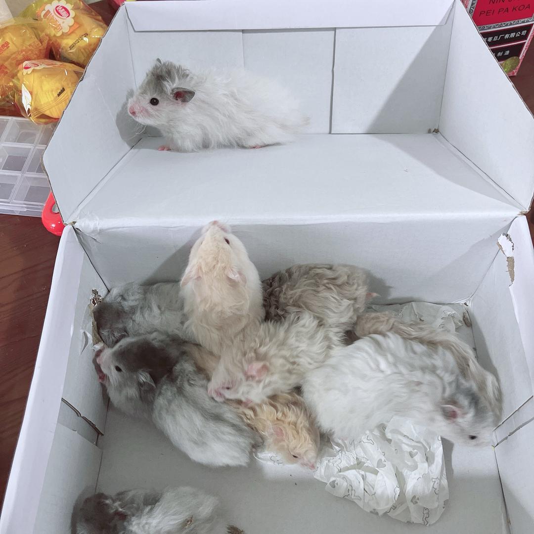 金丝熊饲养员