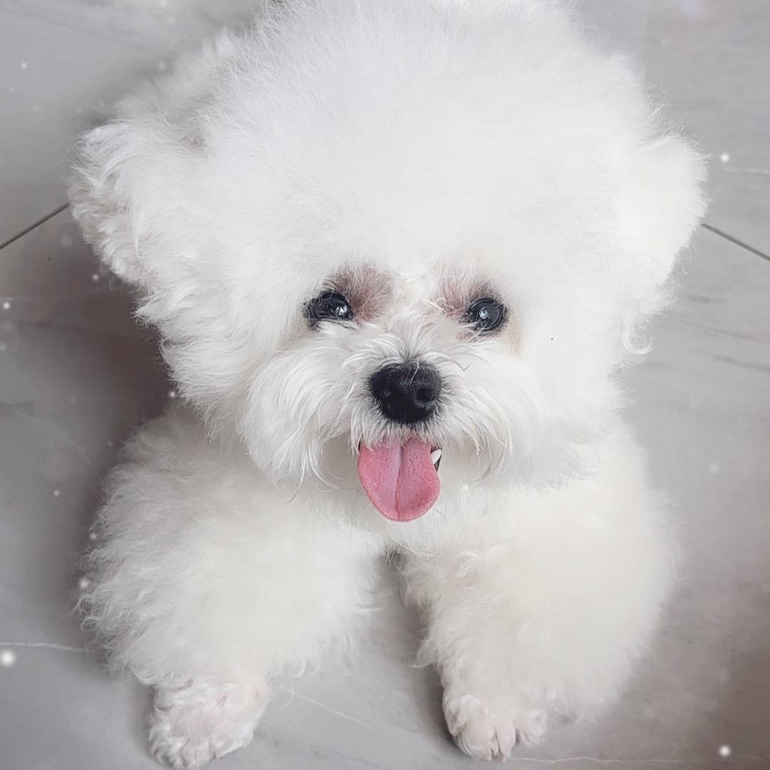 Cute（果冻）比熊