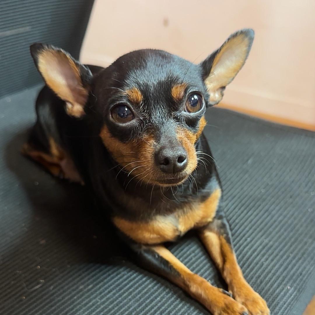 陈家秀儿(83年猪)