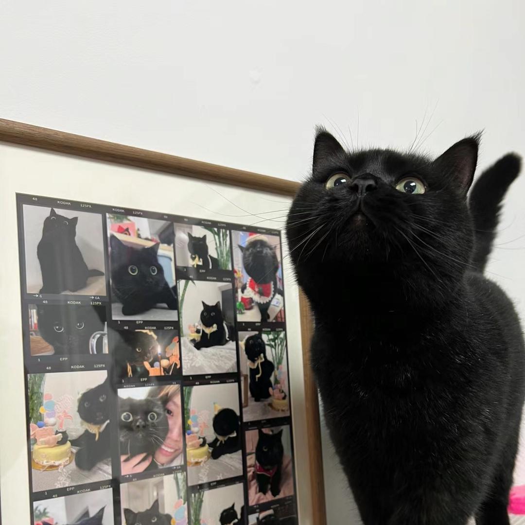 黑猫小6