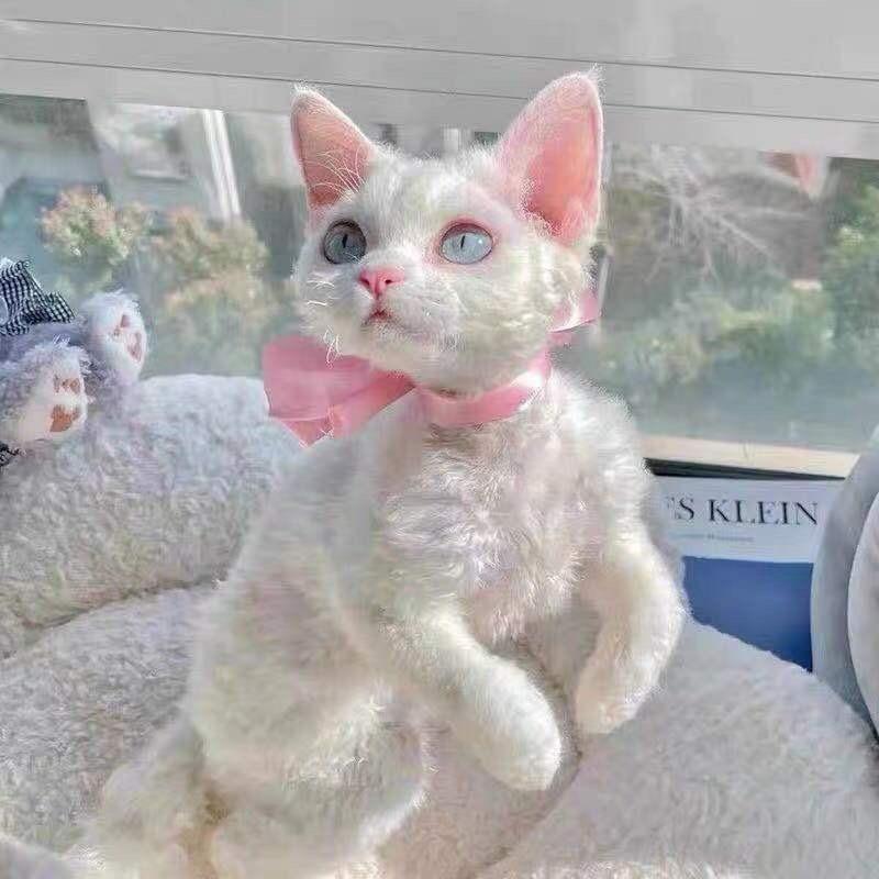 🌟🌟星星🌟🌟