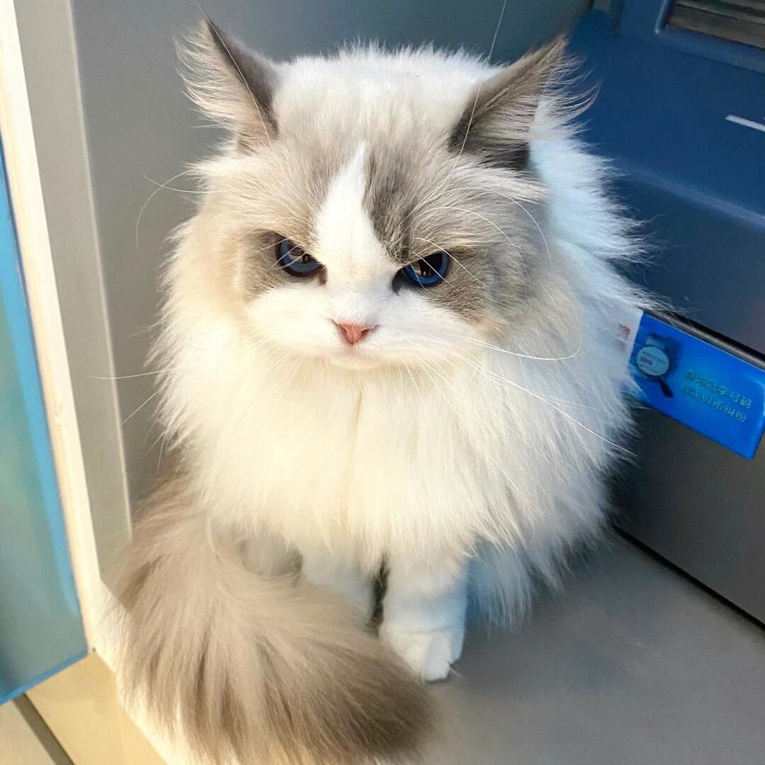 二二喵喵基地（看🐱主页）