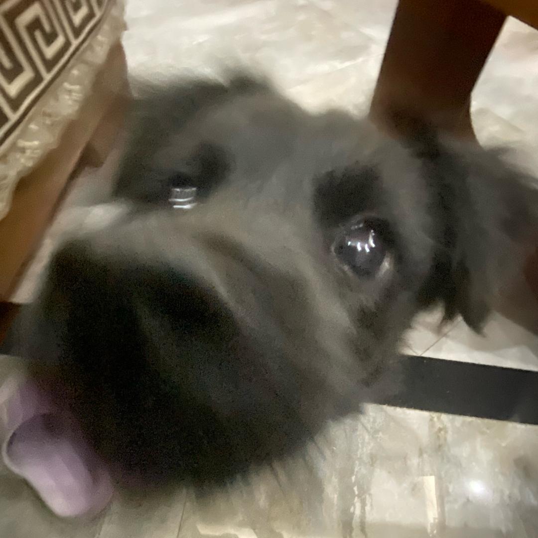 嘿嘿黑豆