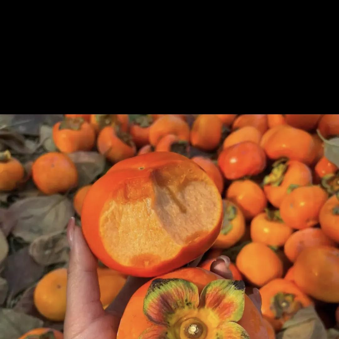 单恋蝶玲木果树苗木专卖店