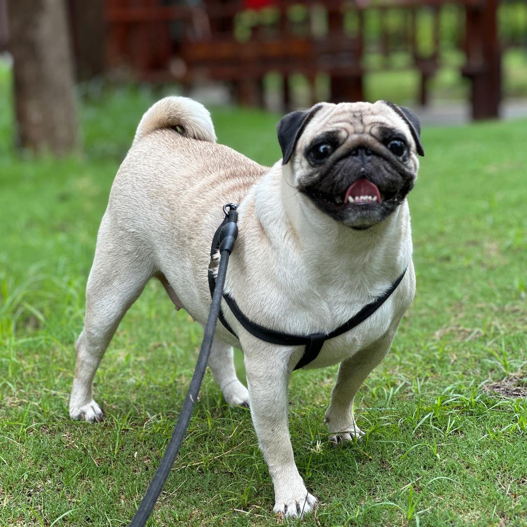 巴哥福宝的朋友圈