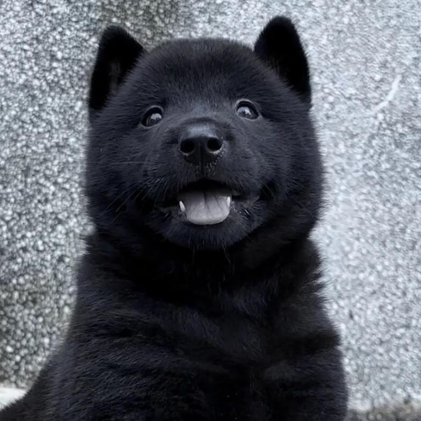 来一条中华田园犬