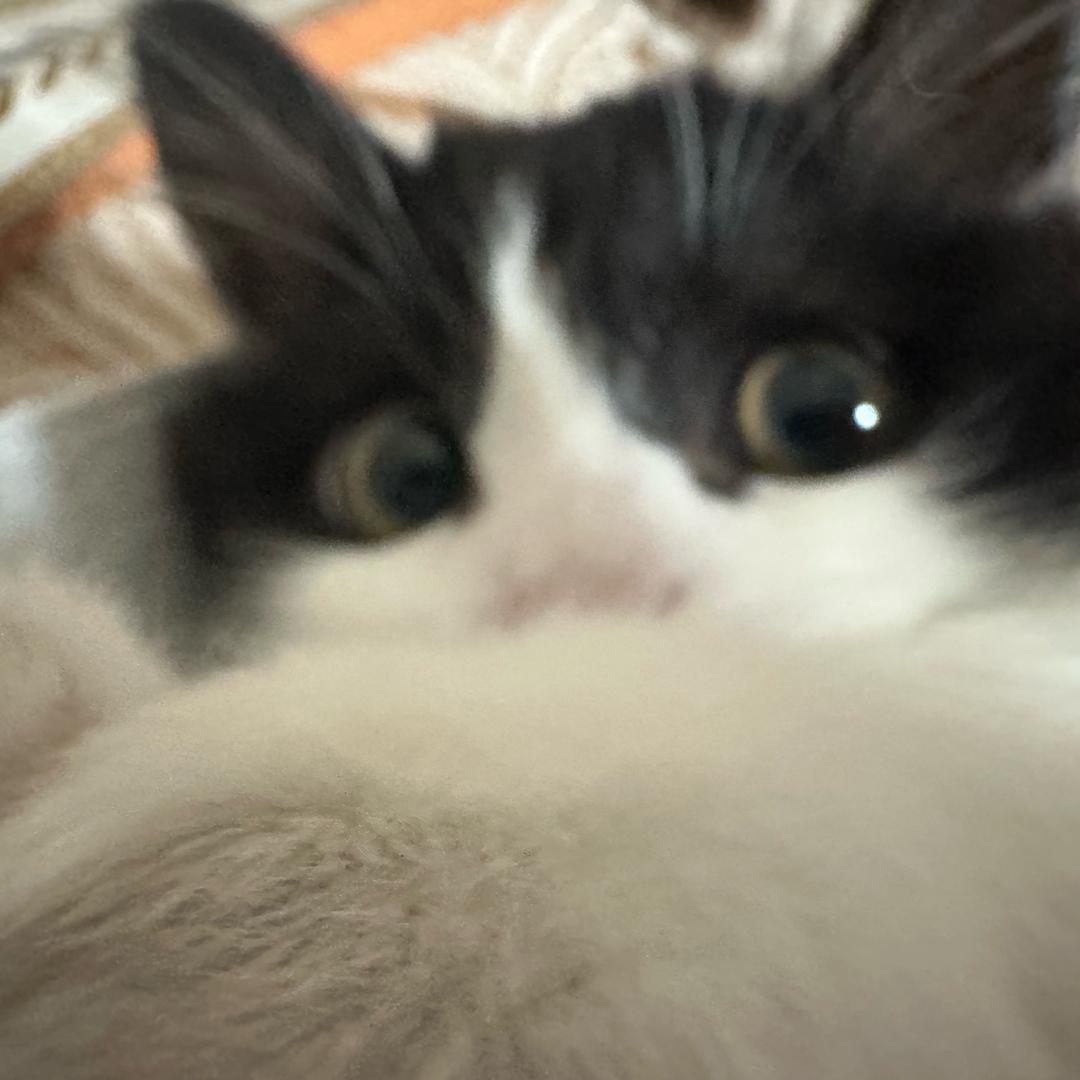 好的是只猫