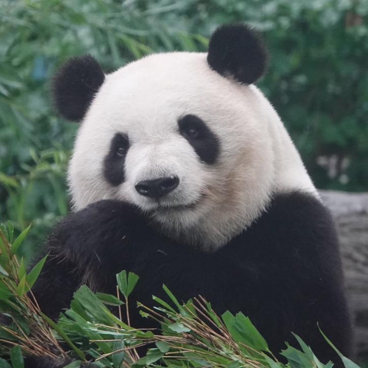 小九的papa