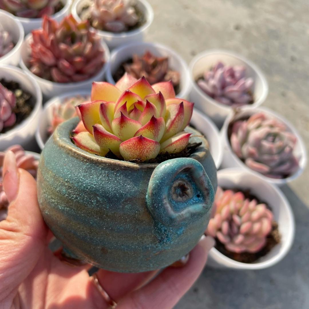 花盆萌萌的店